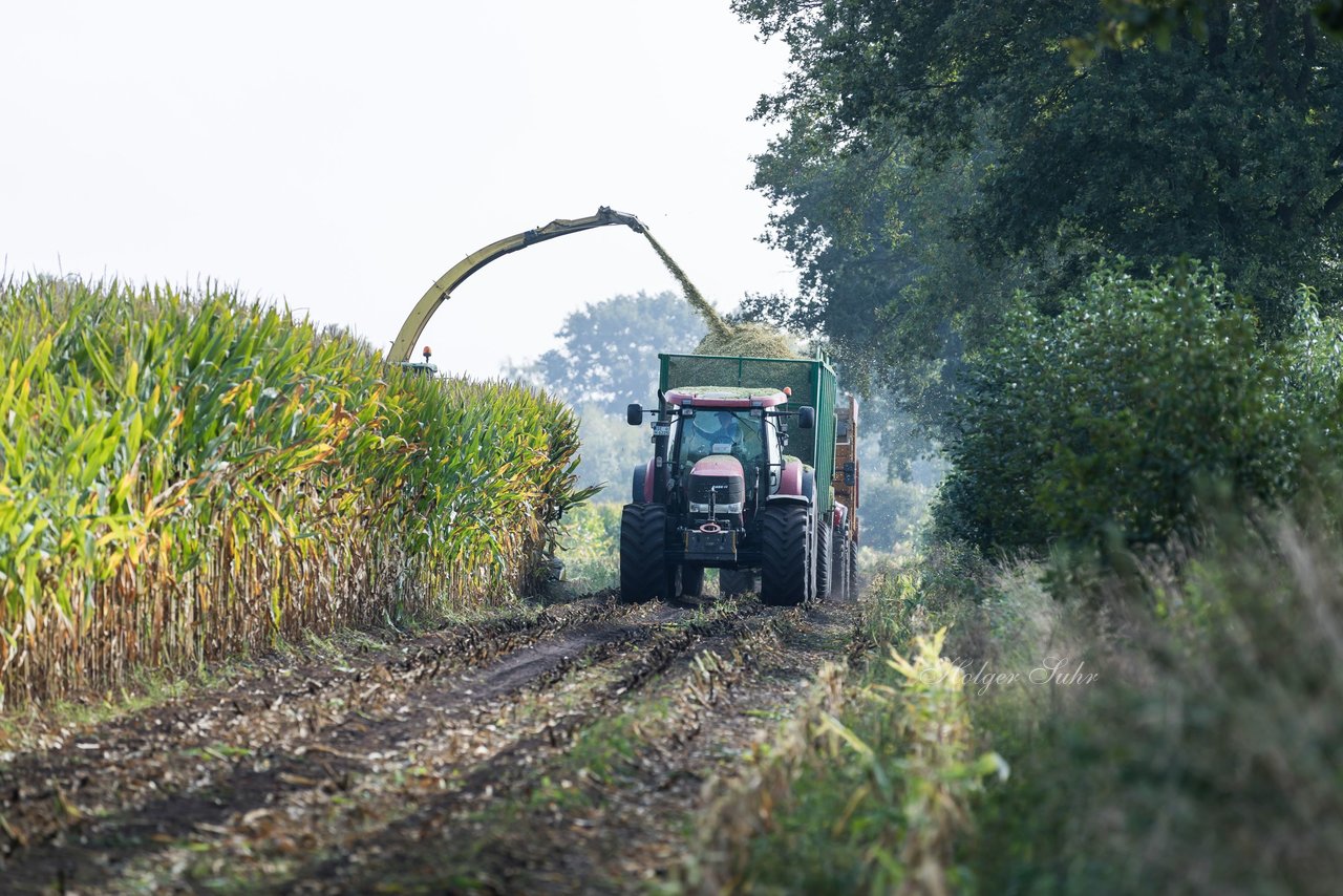 Bild 215 - Maisernte